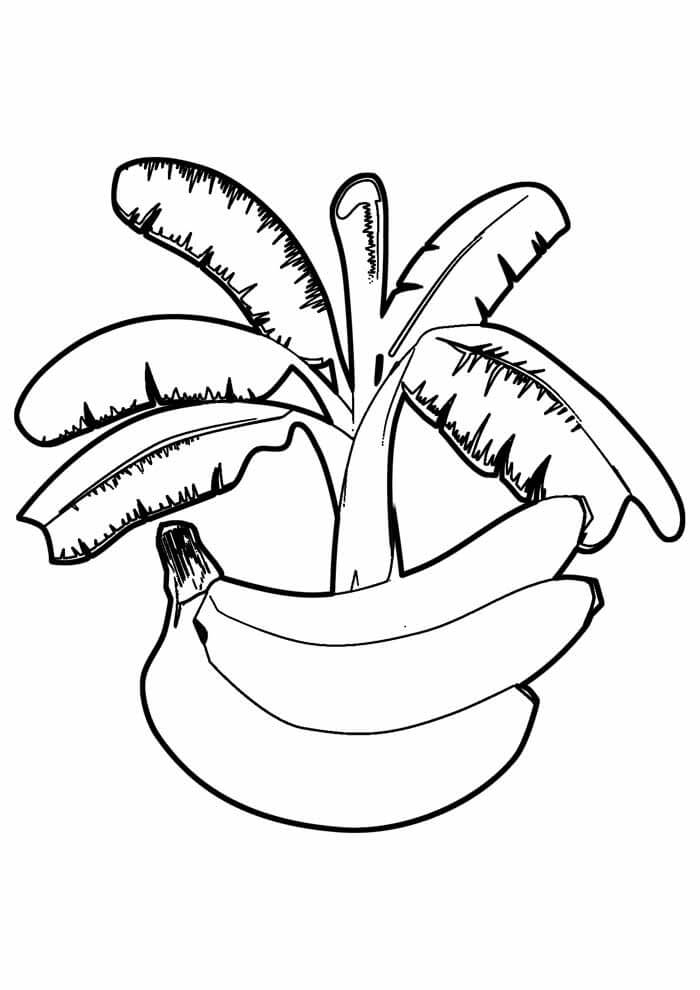 Dibujos de Plátano con Árbol de Plátano para colorear