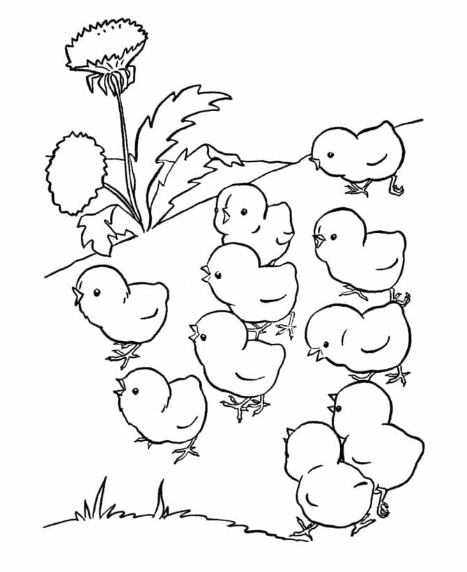 Dibujos de Pollitos imprimir gratis para colorear