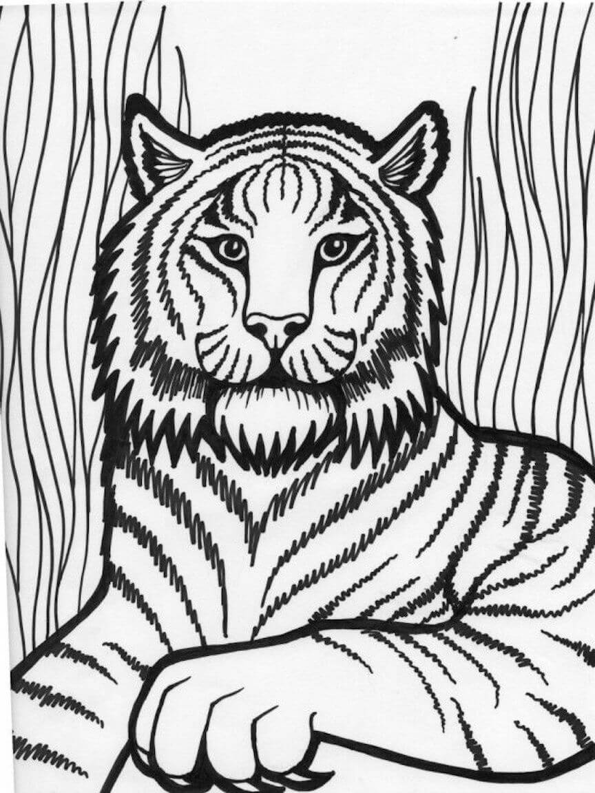 Dibujos de Tigre Imprimible para colorear