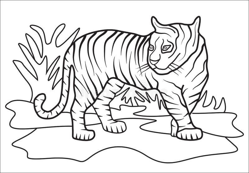 Dibujos de Tigre Normal para colorear