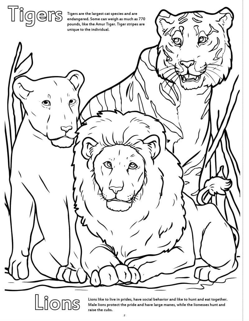 Dibujos de Tigres y Leones en el Zoológico para colorear