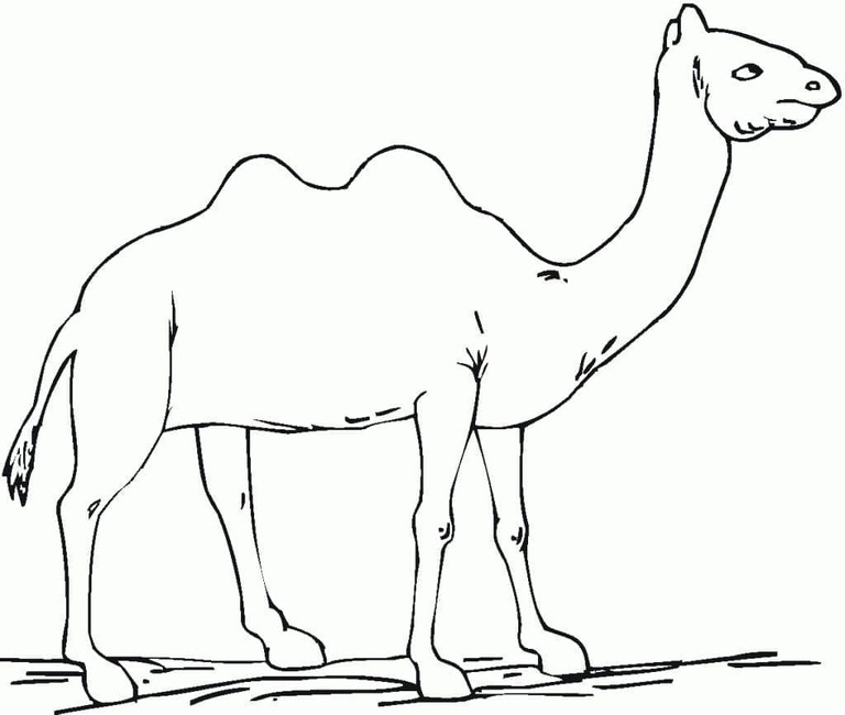 Dibujos de Un camellos para colorear