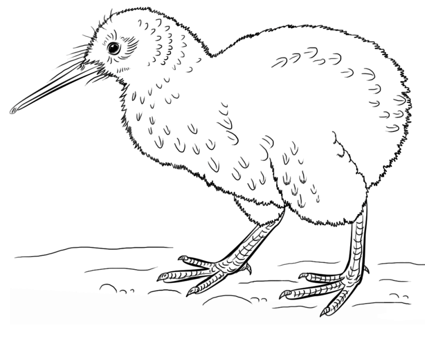 Dibujos de Un Pájaro Kiwi para colorear