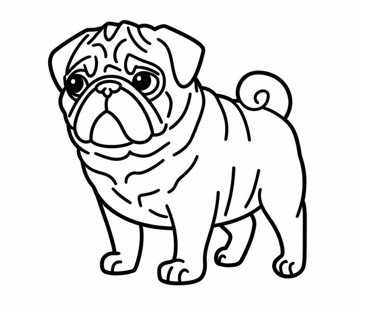 Un perro pug para colorir