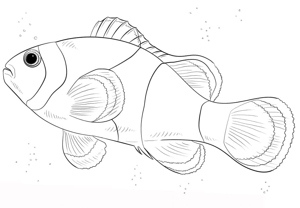 Un pez payaso para colorir