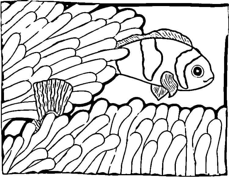 Una pez payaso para colorir