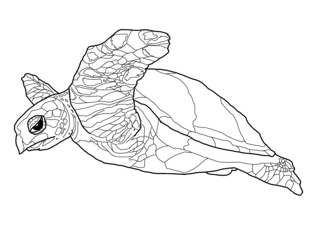 Dibujos de Una Tortuga Carey para colorear