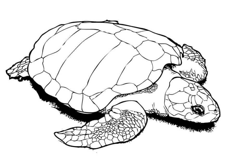 Dibujos de Una Tortuga Golfina para colorear
