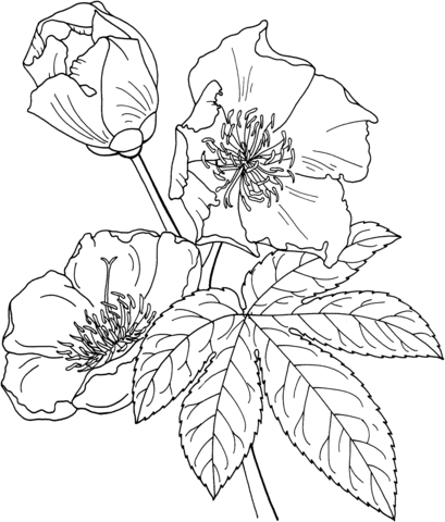 1527065135_cochlospermum-vitifolium-or-buttercup-tree-coloring-page para colorir