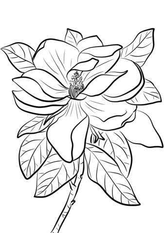 1527069114_magnolia-grandiflora-coloring-page para colorir