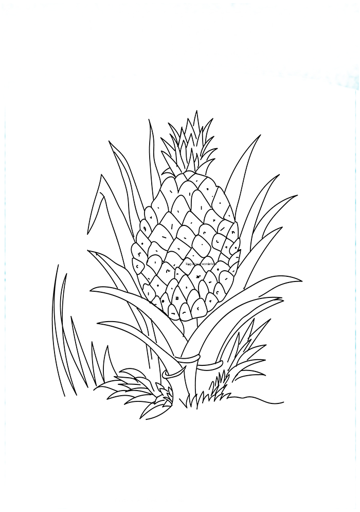 1528444045_a-ripe-pineapple-16-a4_copy para colorir