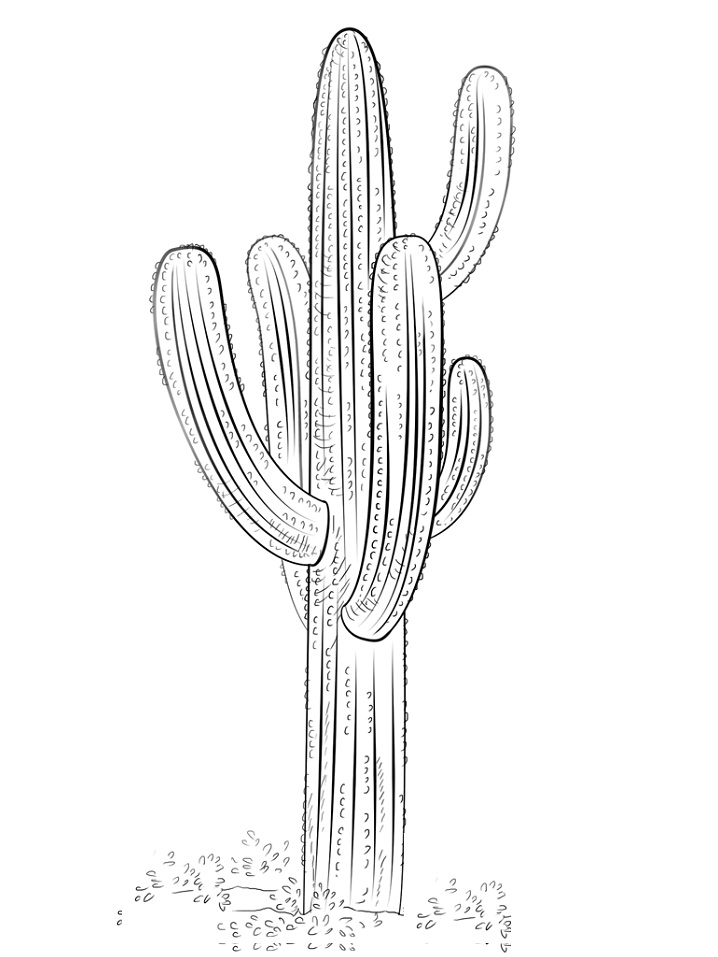 1595810936_saguaro-cactus-coloring-page1 para colorir