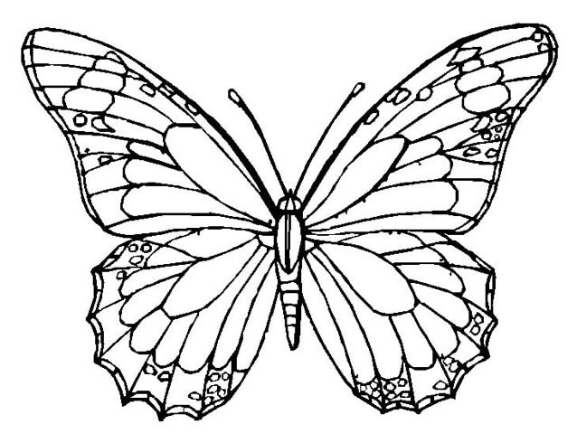 Dibujos de Agradable Mariposa para colorear