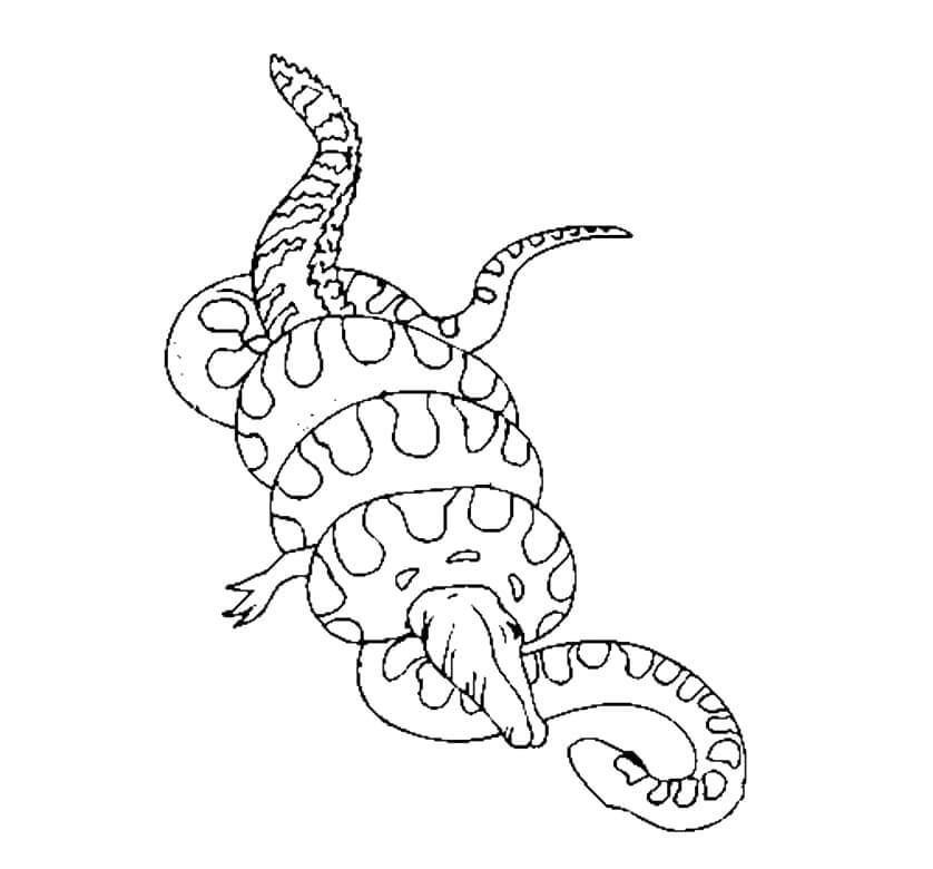 Anaconda contra Cocodrilo para colorir