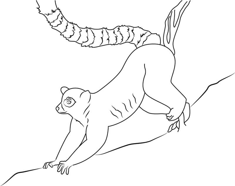 Dibujos de Anillo de Lémur para colorear