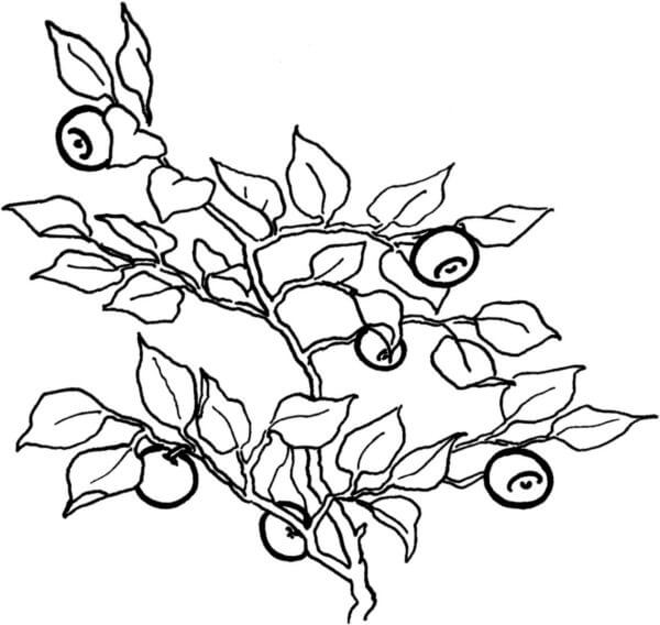 Arbusto De Hoja Perenne Con Arándanos para colorir