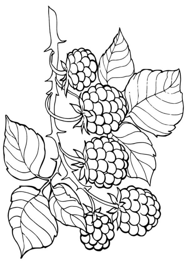 Dibujos de Arbusto Espinoso Con Apetitosas Frambuesas para colorear