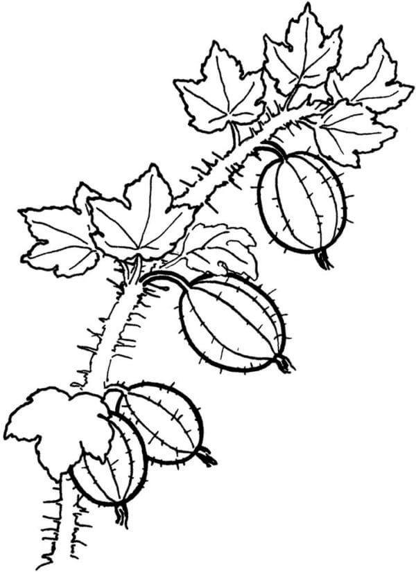 Dibujos de Arbusto Espinoso Con Grosellas para colorear