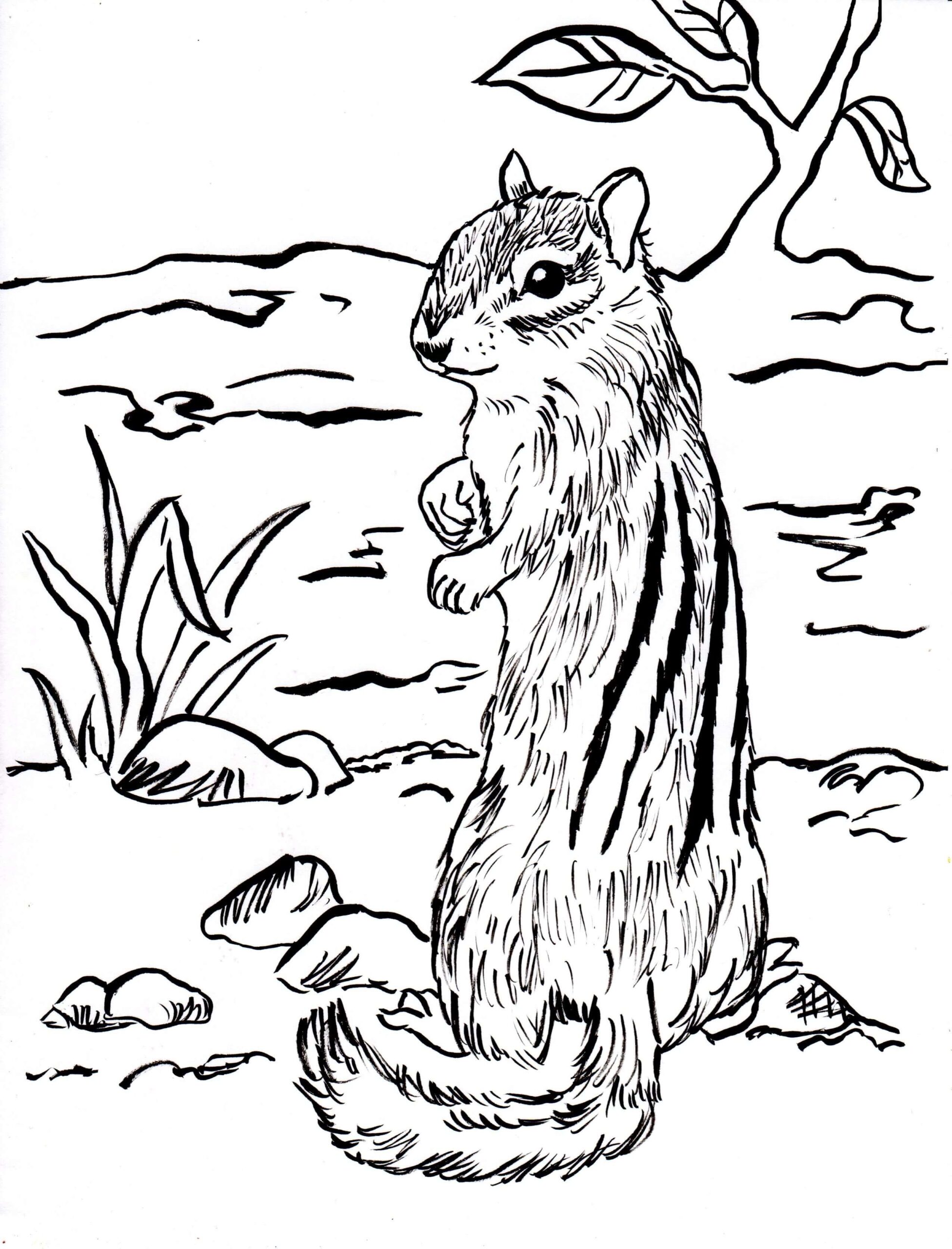 Ardilla de Pie para colorir