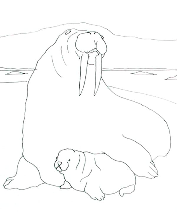 Dibujos de As Morsas Fêmeas São Muito Carinhosas e Responsáveis para colorear