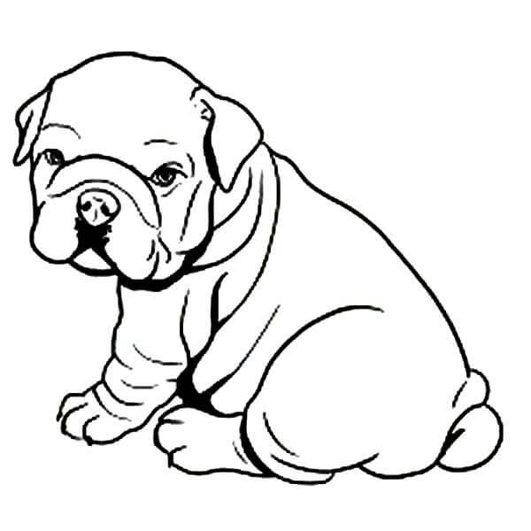 Bebé Bulldog Sentado para colorir