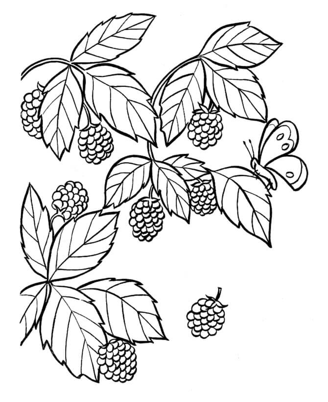 Dibujos de Blackberrys y Mariposa para colorear