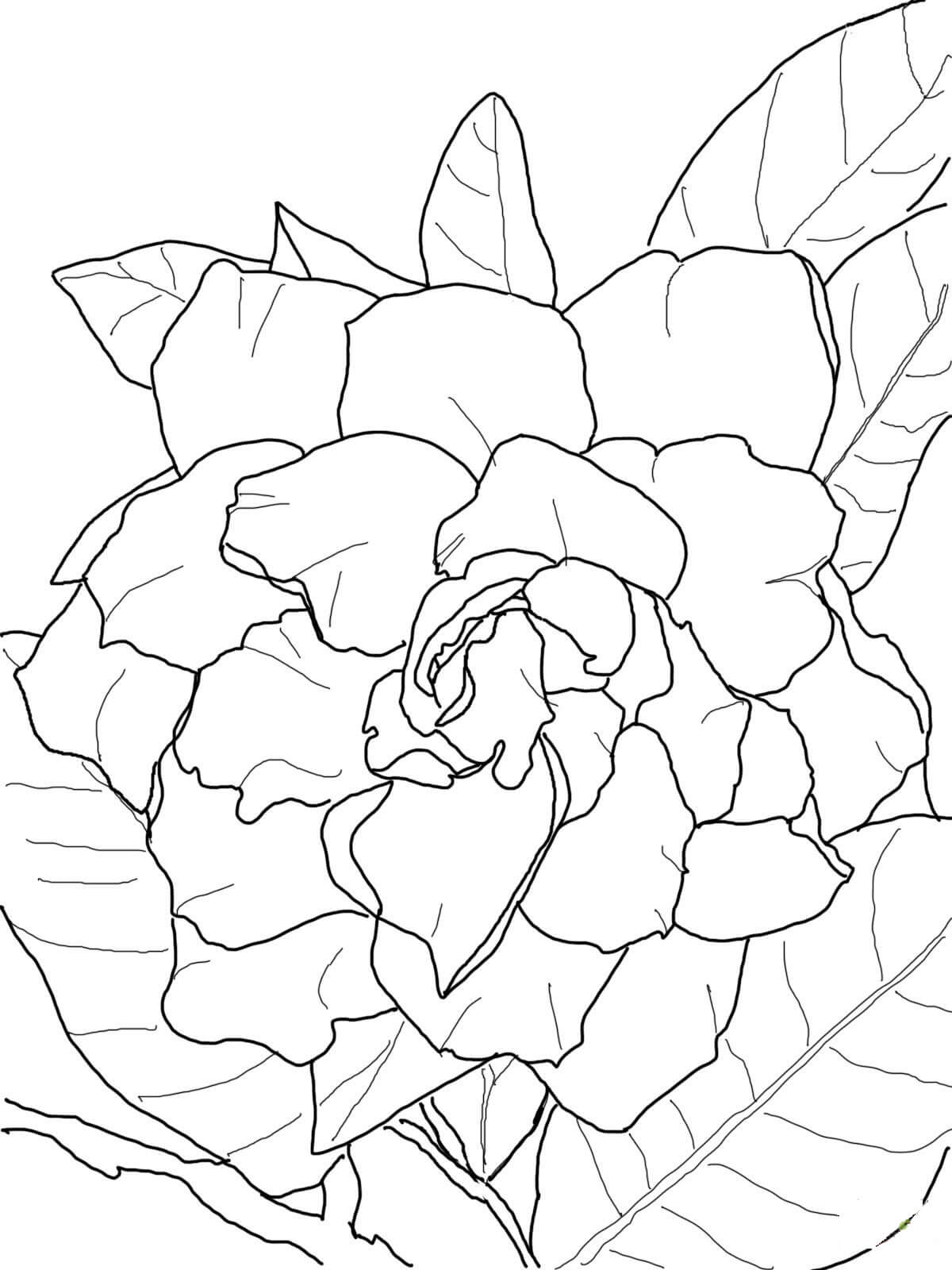 Bonita Gardenia para colorir