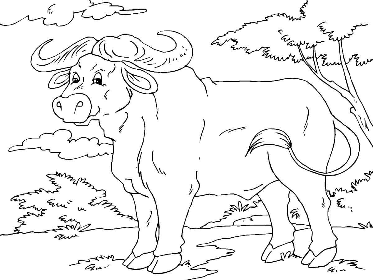 Dibujos de Bonito Búfalo para colorear