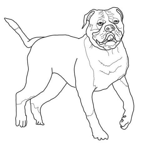 Dibujos de Bonito Bulldog para colorear