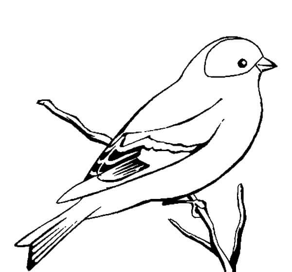 Dibujos de Bonito Pájaro Canario para colorear