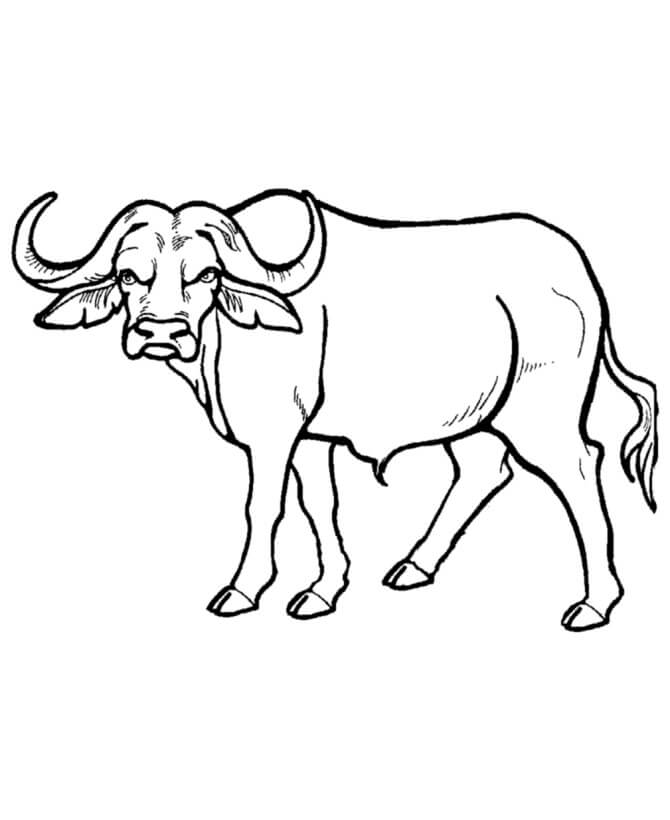 Dibujos de Buen Búfalo para colorear