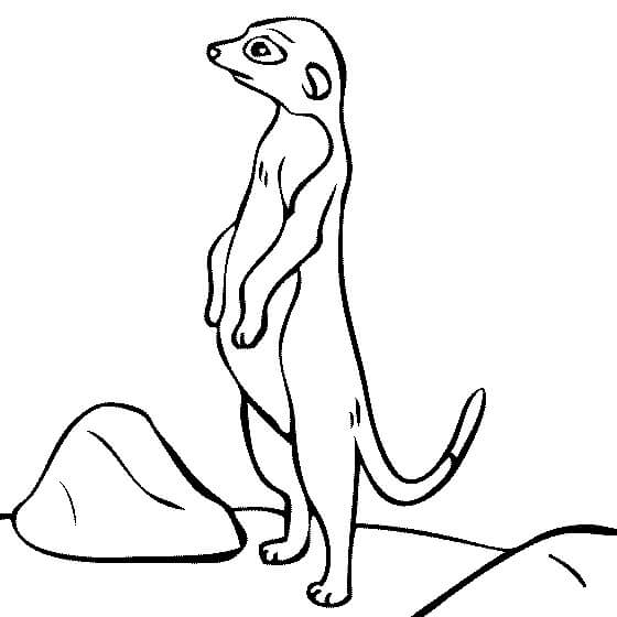 Dibujos de Buen suricata para colorear