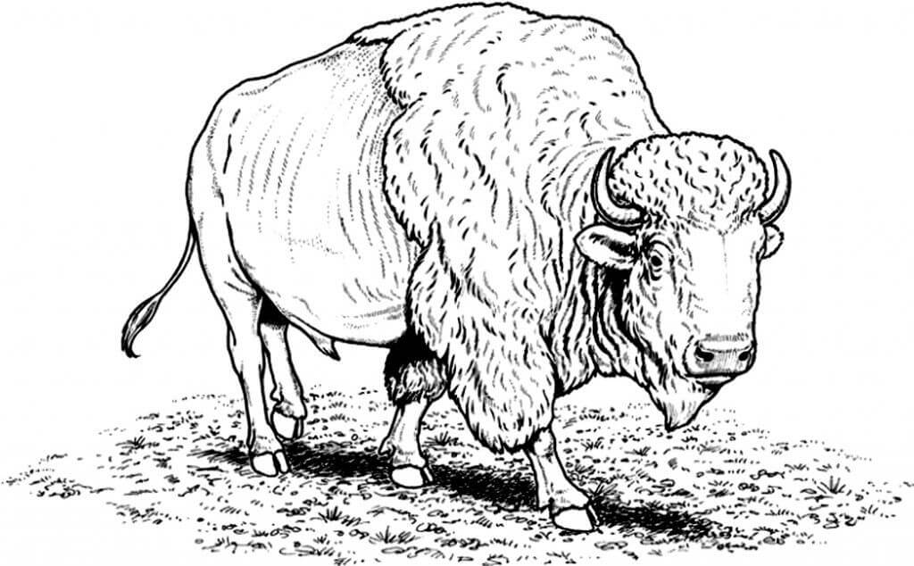 Dibujos de Búfalo Básico para colorear