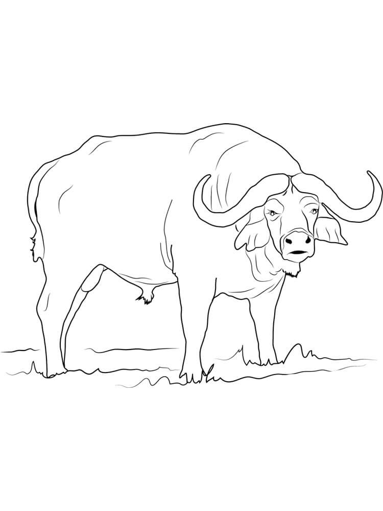 Dibujos de Búfalo Libre para colorear