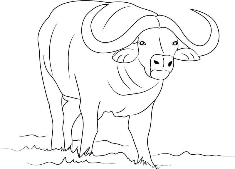 Dibujos de Búfalo Simple para colorear