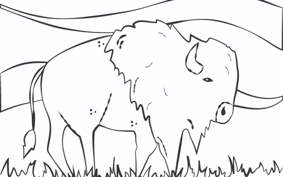 Dibujos de Búfalo de Lynnette para colorear