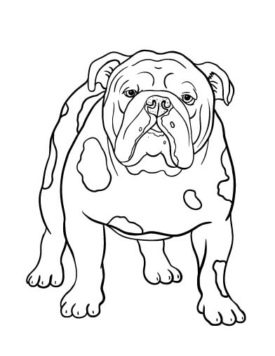 Bulldog Básico para colorir