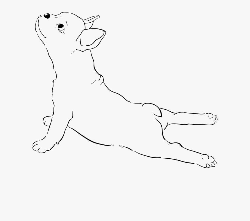 Dibujos de Bulldog Francés para colorear