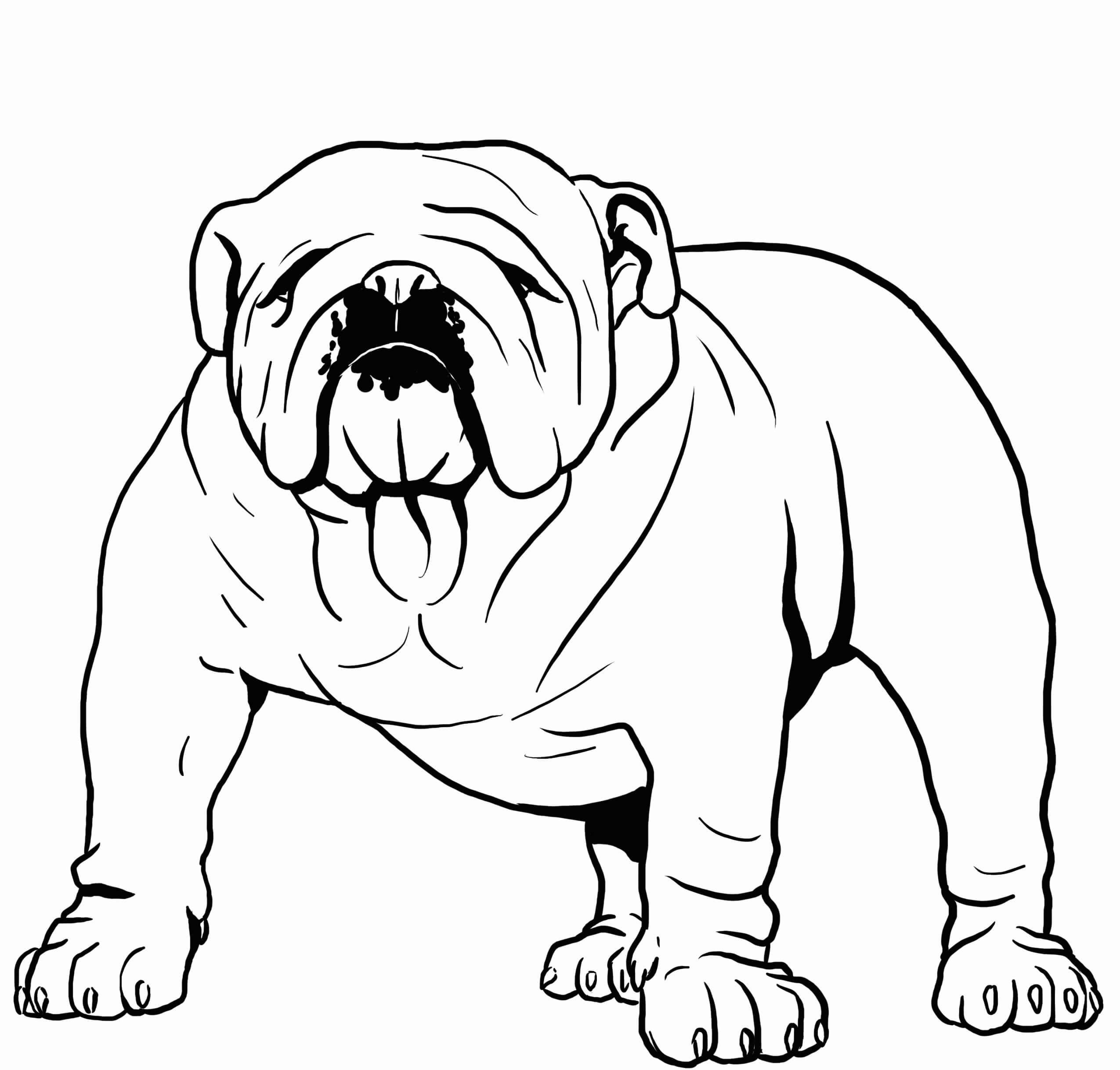 Dibujos de Bulldog Fuerte para colorear