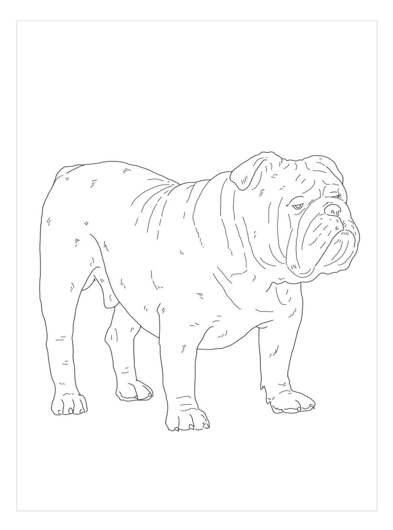 Dibujos de Bulldog Inglés para colorear