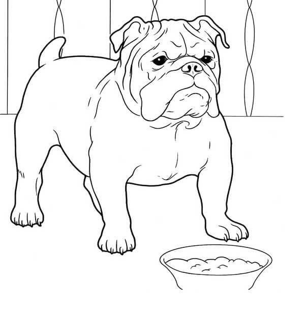 Dibujos de Bulldog Normal para colorear