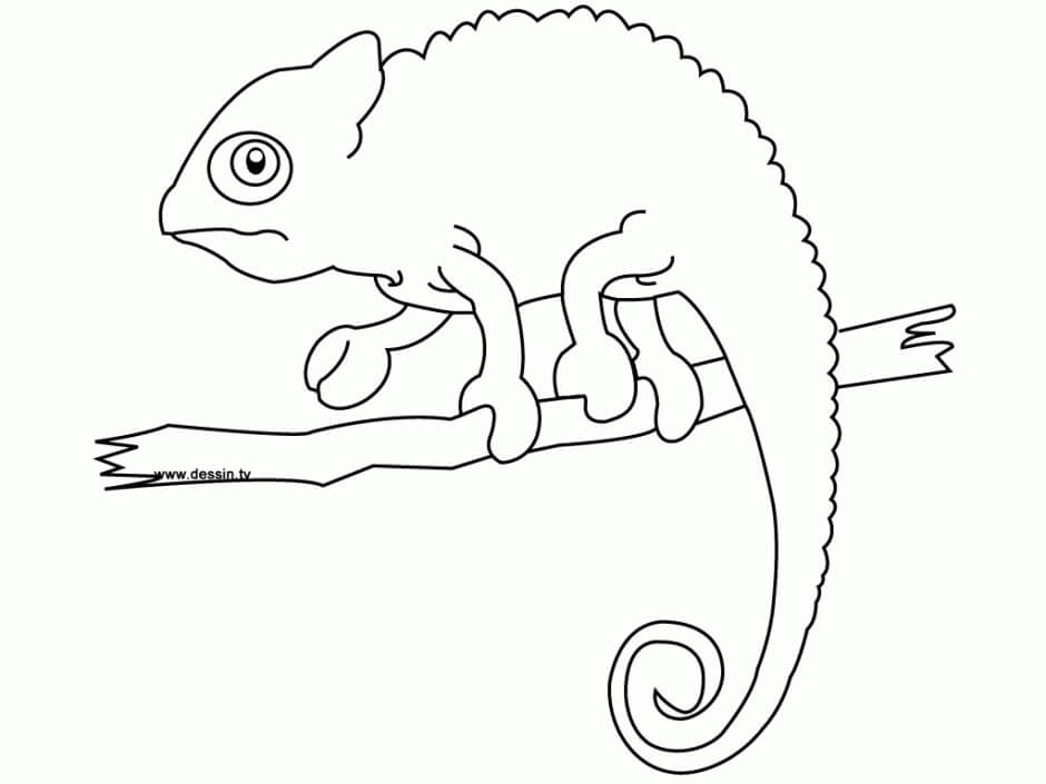 Camaleón Posición en Rama Árbol para colorir