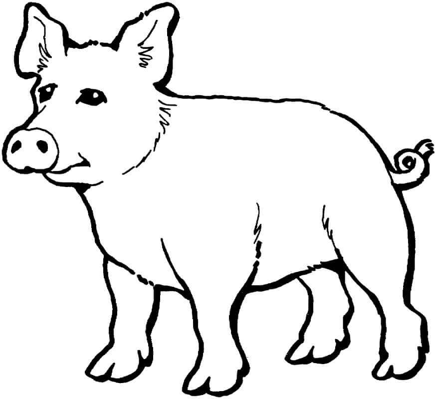 Dibujos de Cerdo Normal para colorear