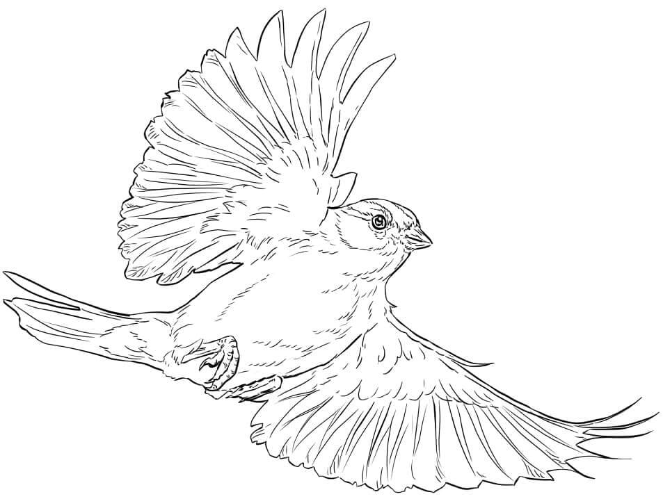 Dibujos de Chipping Gorrión Volando para colorear