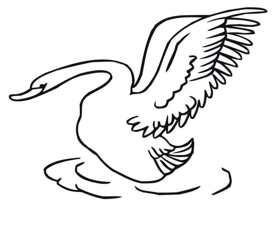 Dibujos de Cisne Despegando para colorear