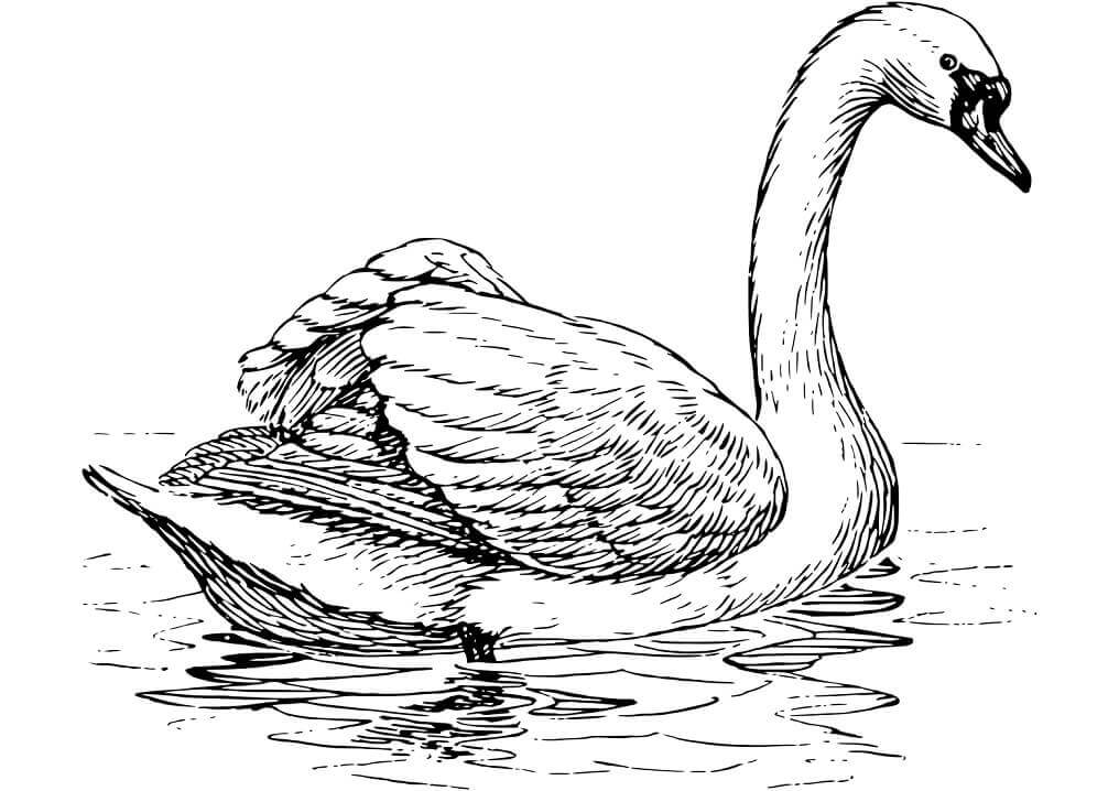 Dibujos de Cisne Flotante para colorear
