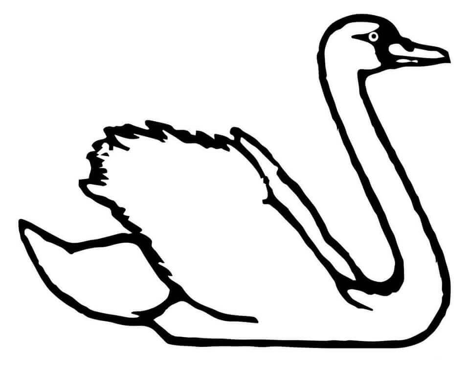 Dibujos de Cisne Trompetista para colorear