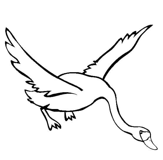 Cisne Volando para colorir