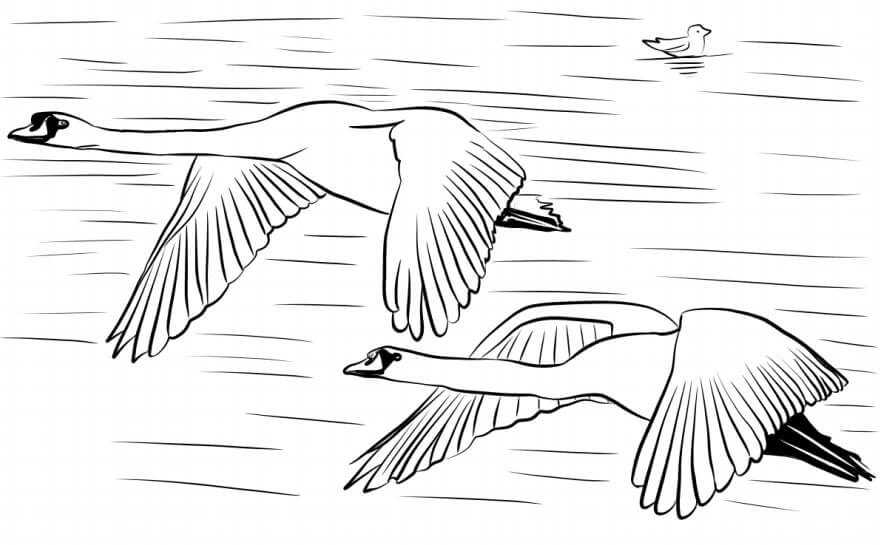 Dibujos de Cisnes Volando para colorear