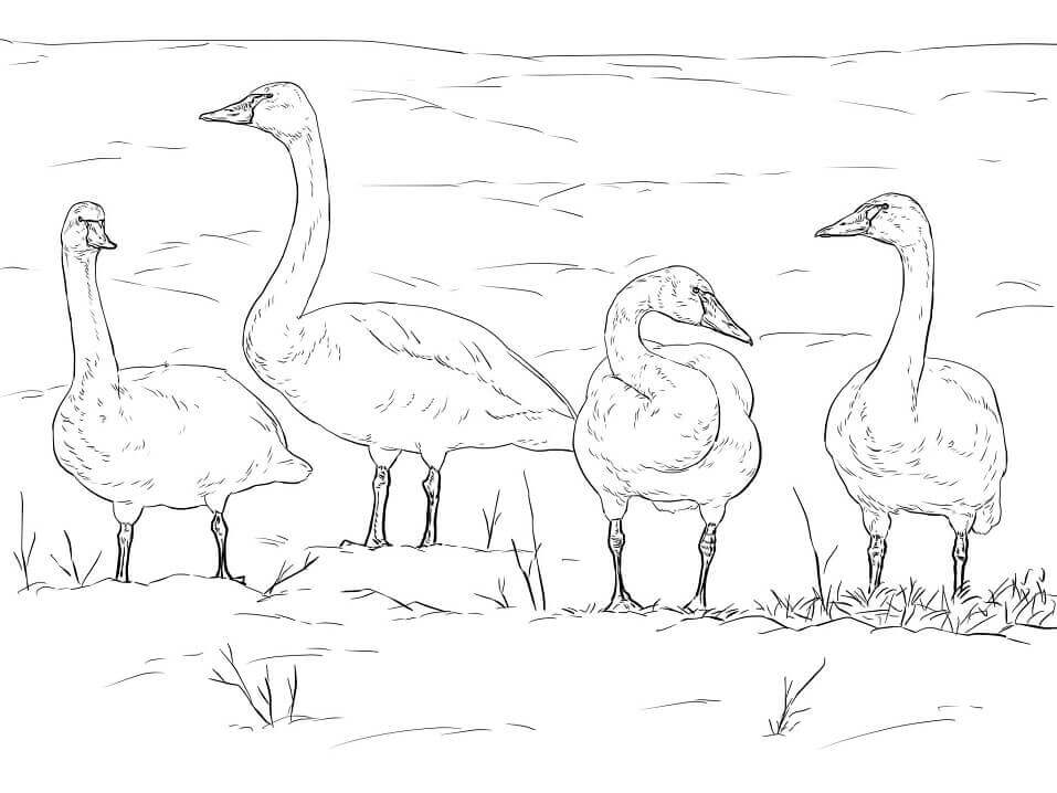 Dibujos de Cisnes de la Tundra para colorear